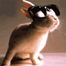 11241.gif