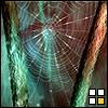 6Spiderweb_CGriffin.jpg